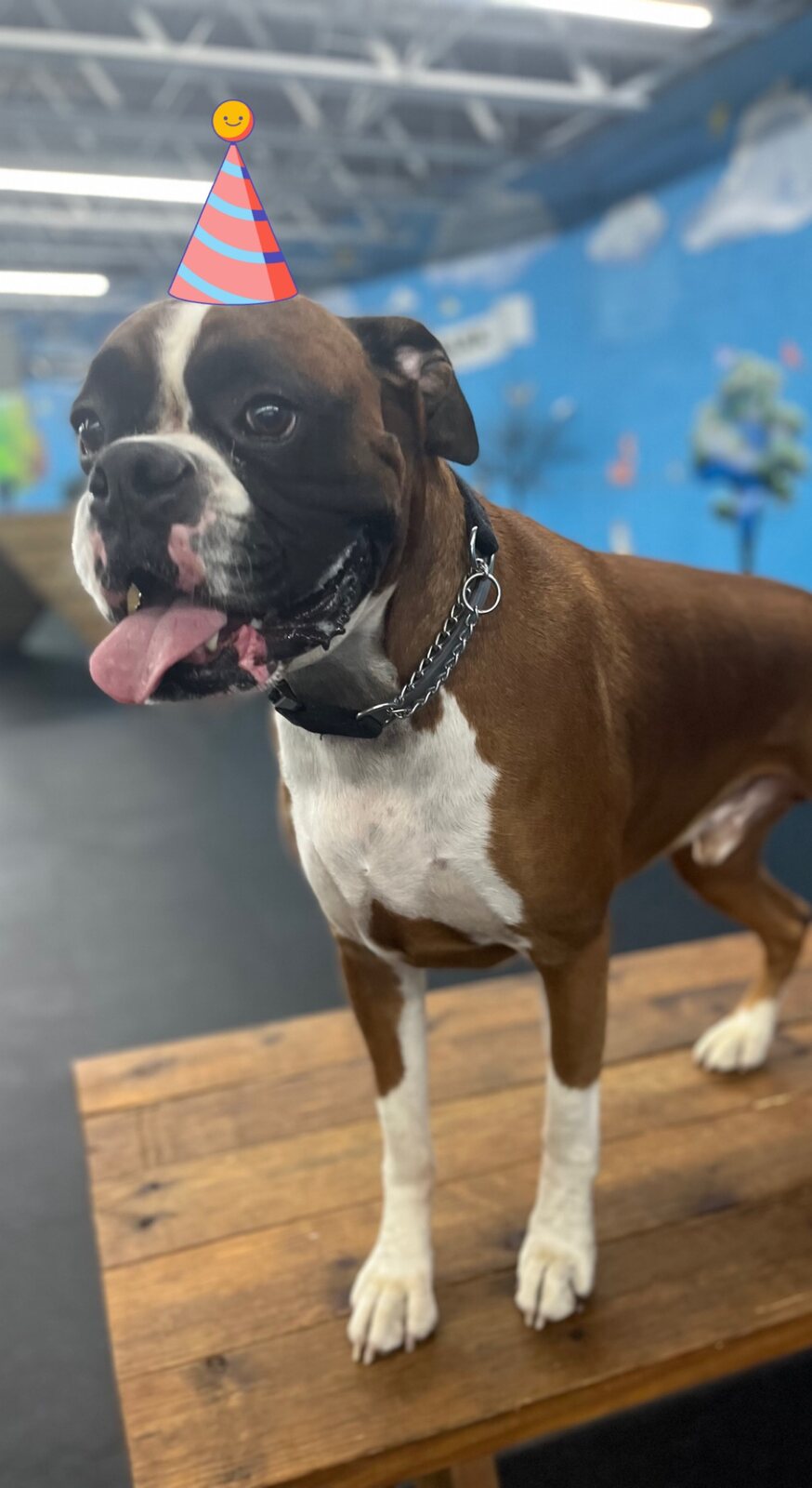 Boxer wearing a birthday hat during a Wags stay