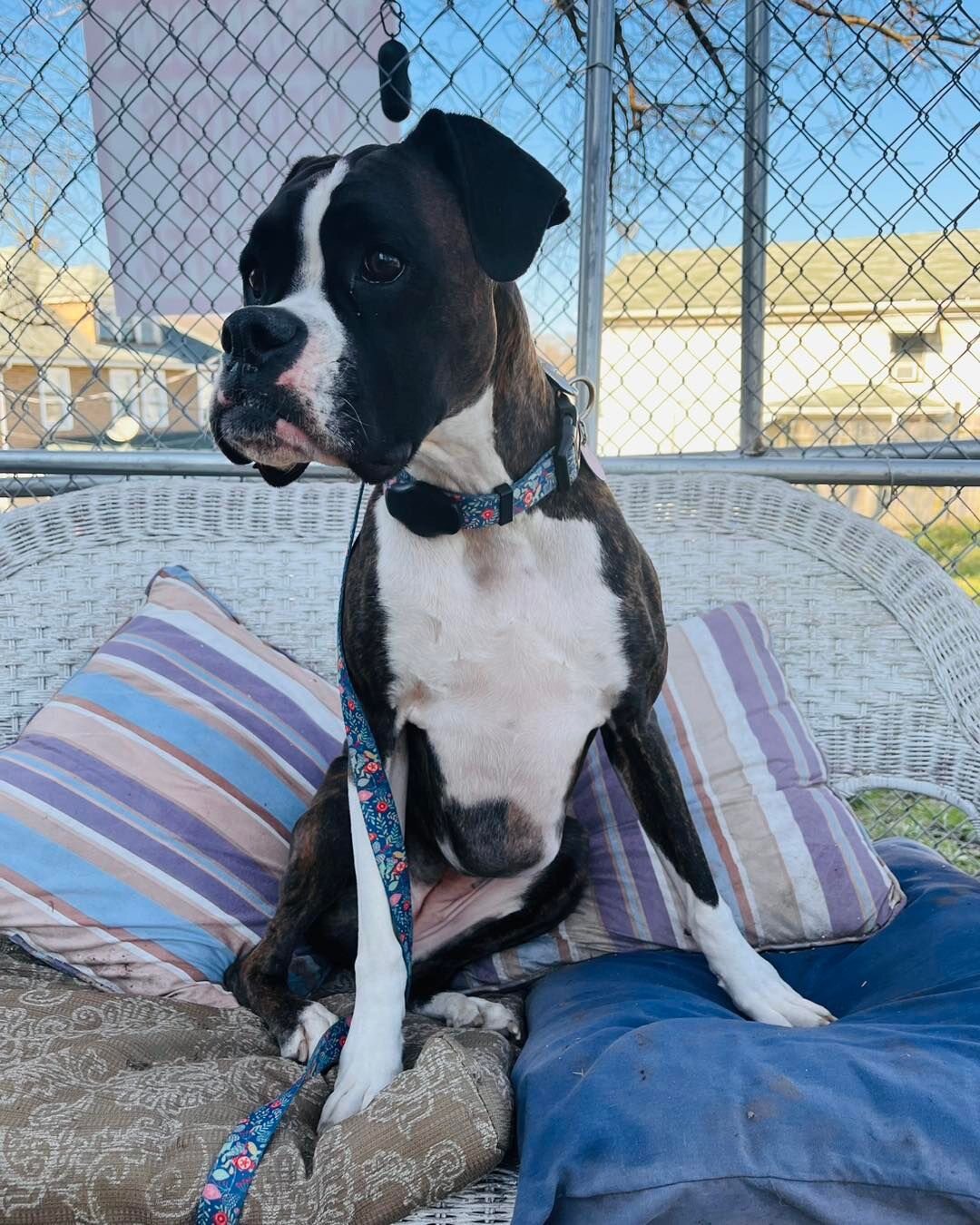 Dog sitting comfortably in a secure outdoor play area