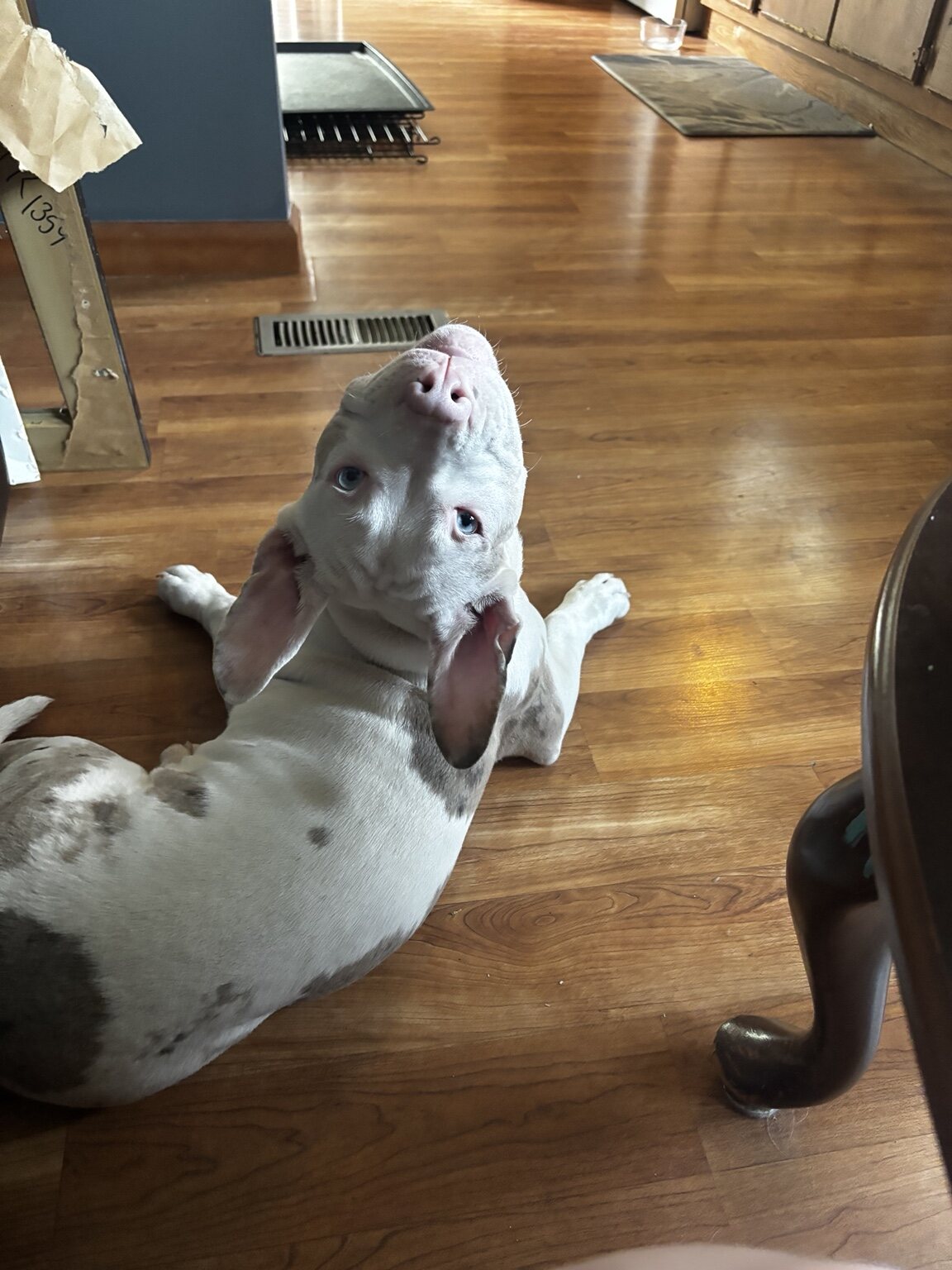 White dog relaxing comfortably indoors
