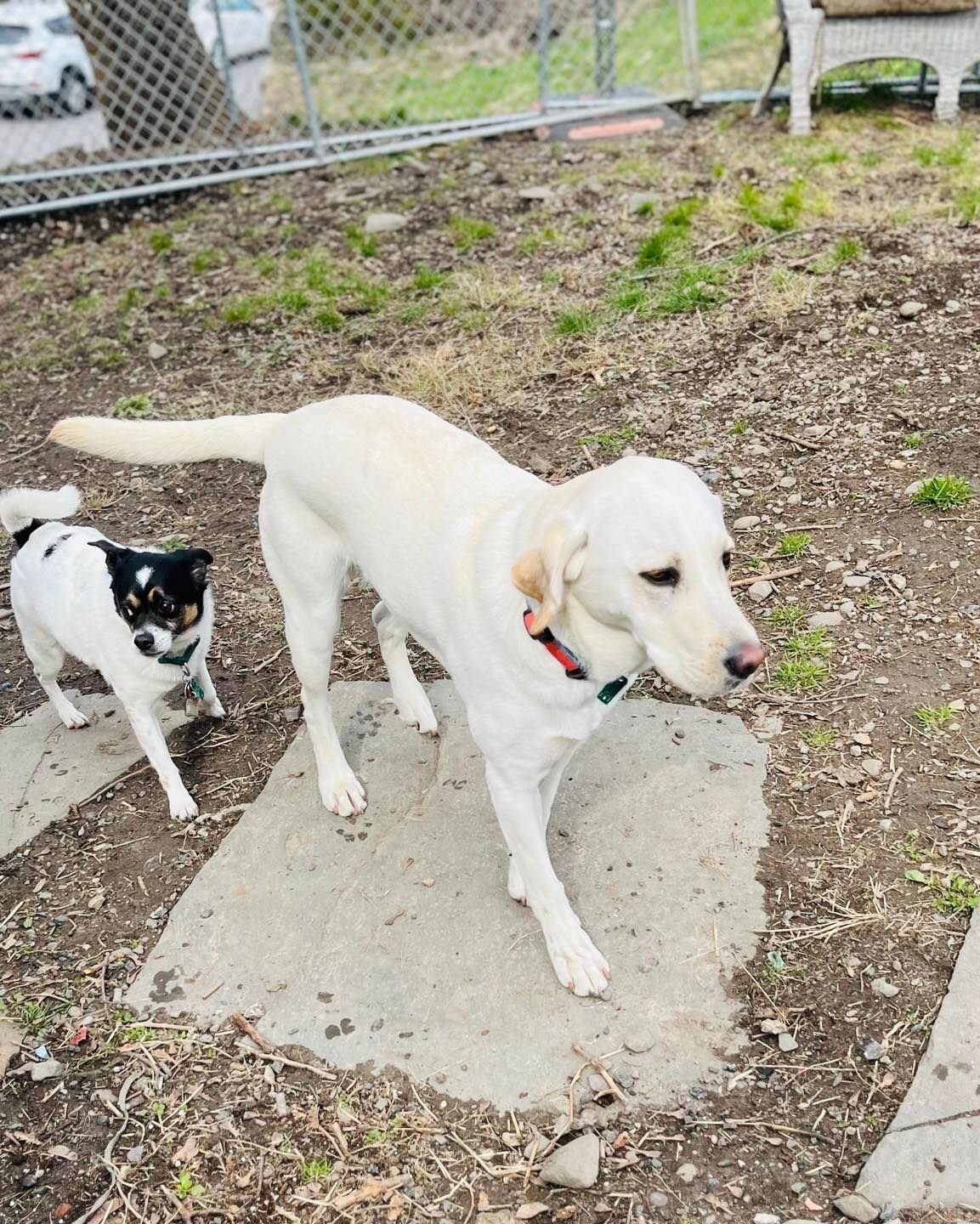 Two dogs exploring together outdoors