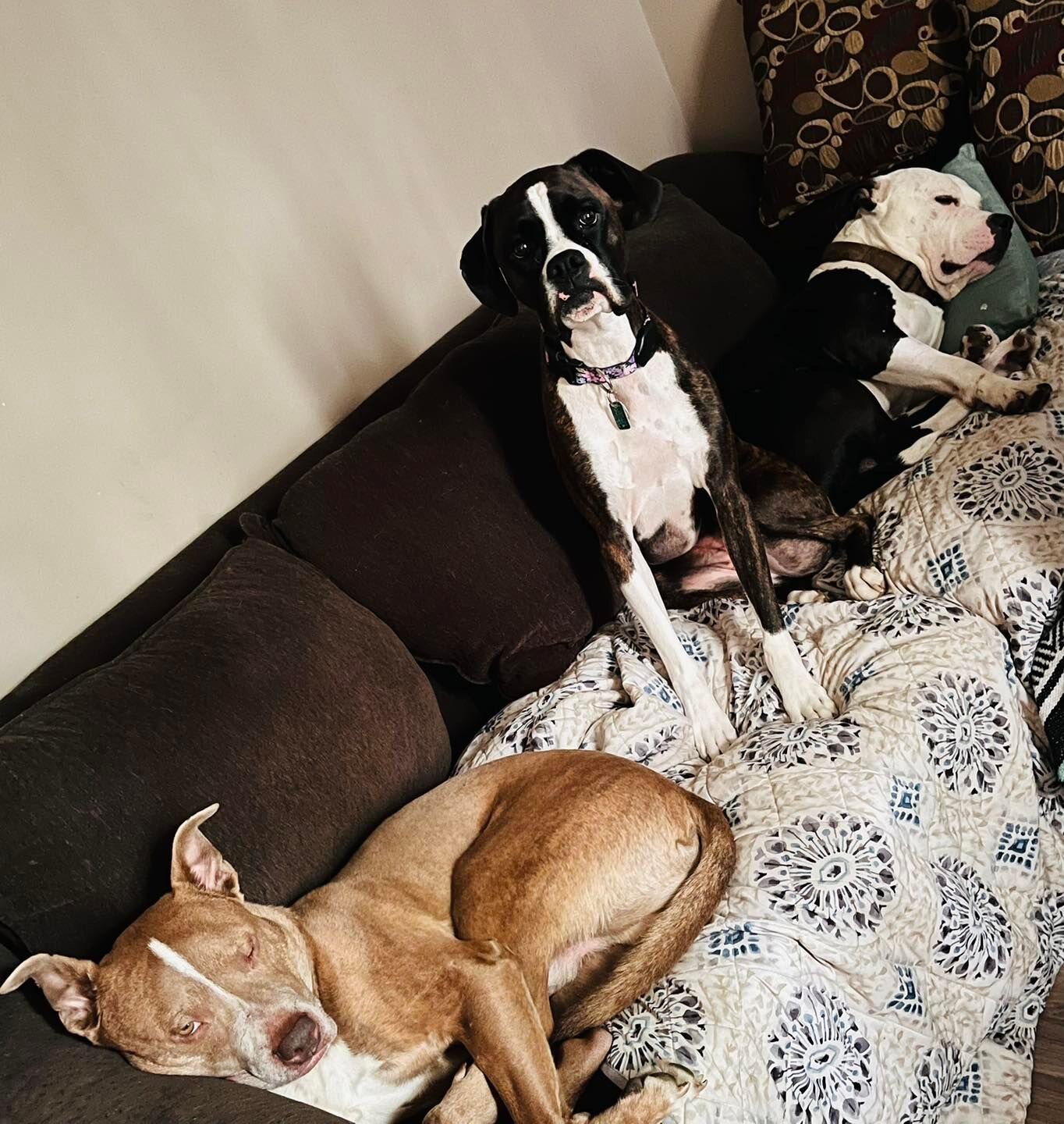 Three dogs relaxing comfortably together on a couch