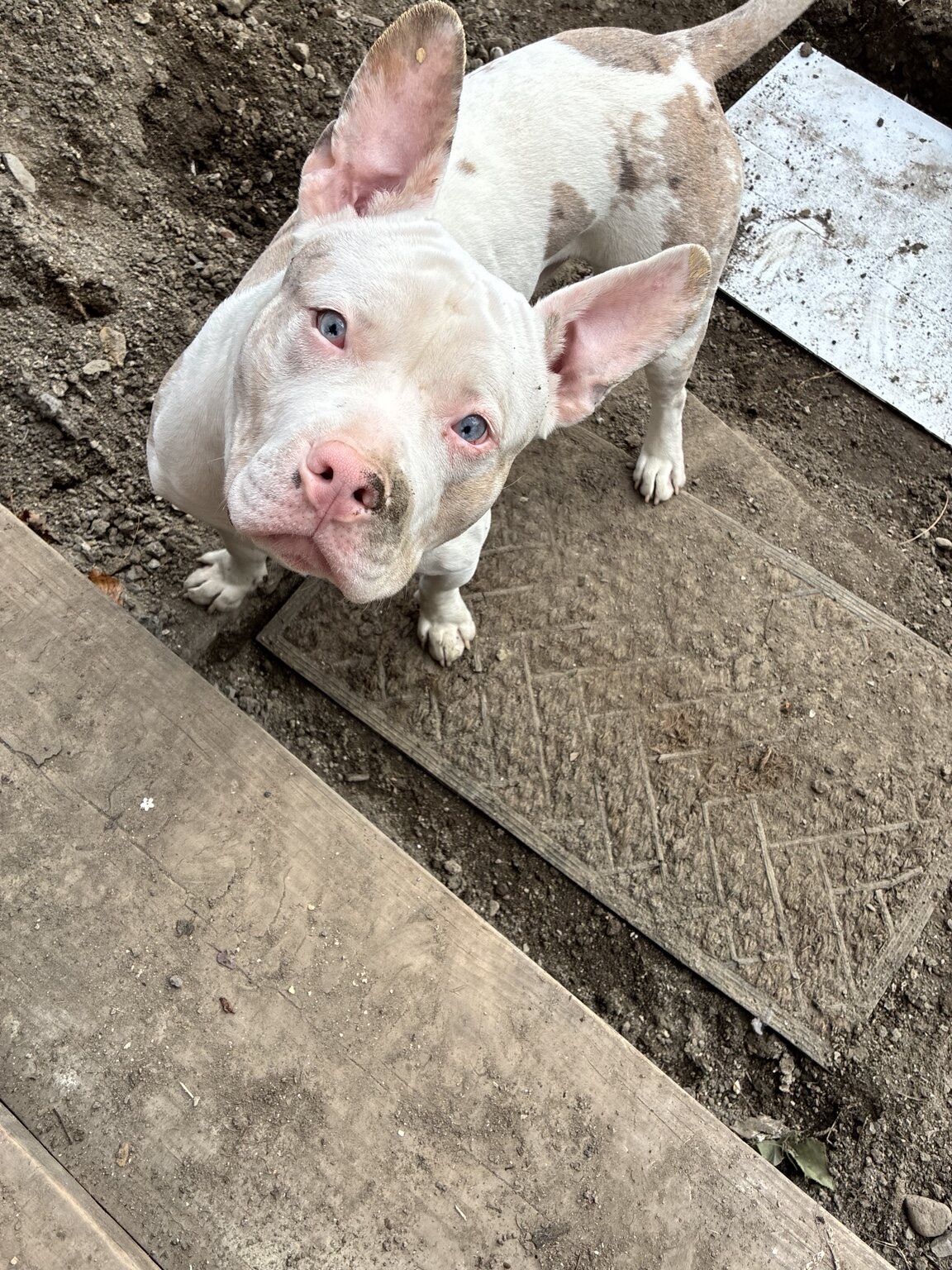 Happy white bully breed dog looking up outdoors