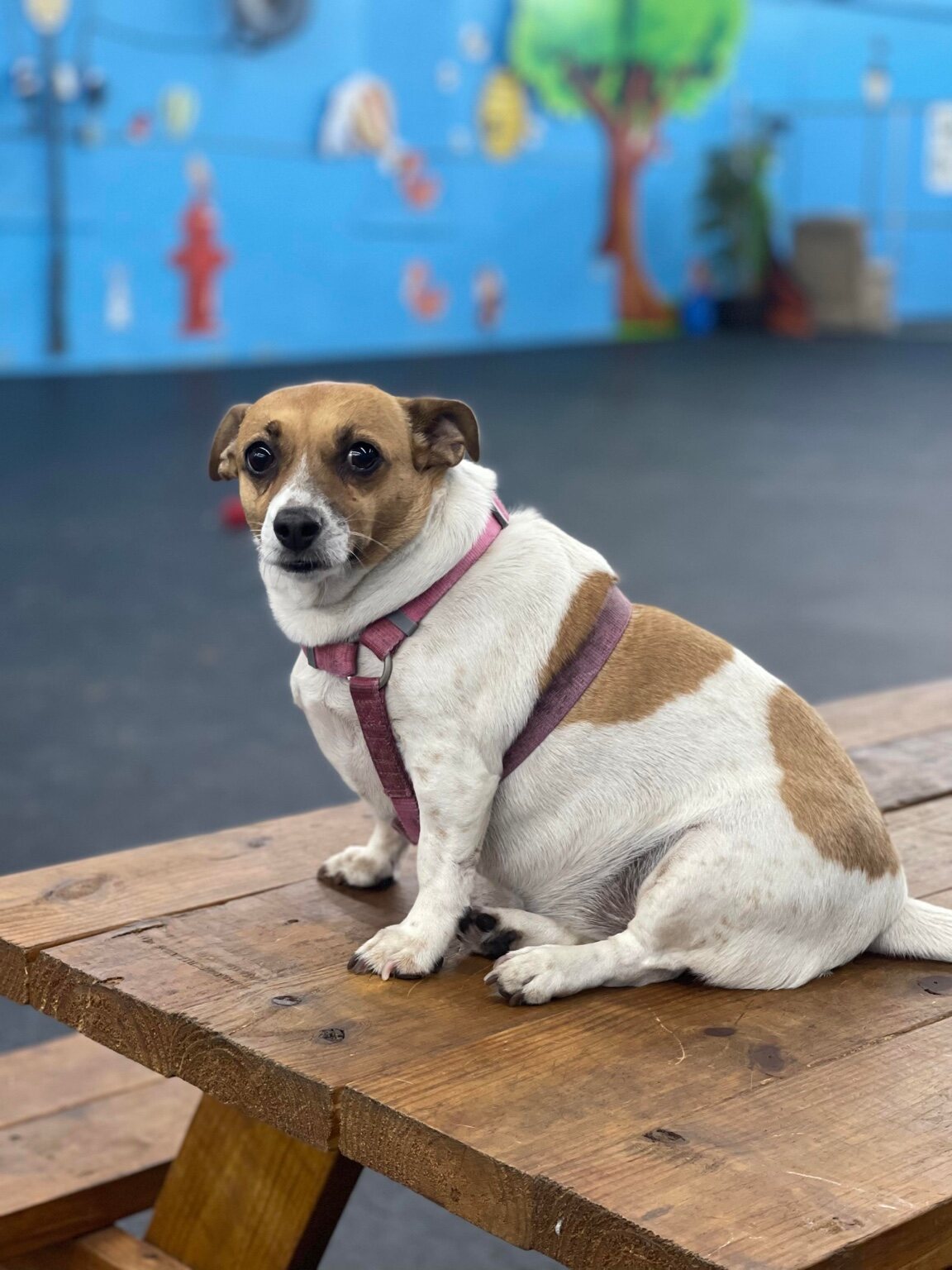 Small dog sitting in the indoor Wags play area