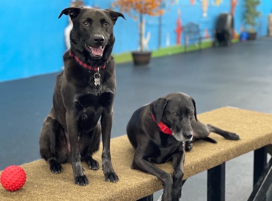 Two dogs relaxing together in the Wags indoor play area